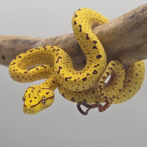 morelia viridis padaido
femelle