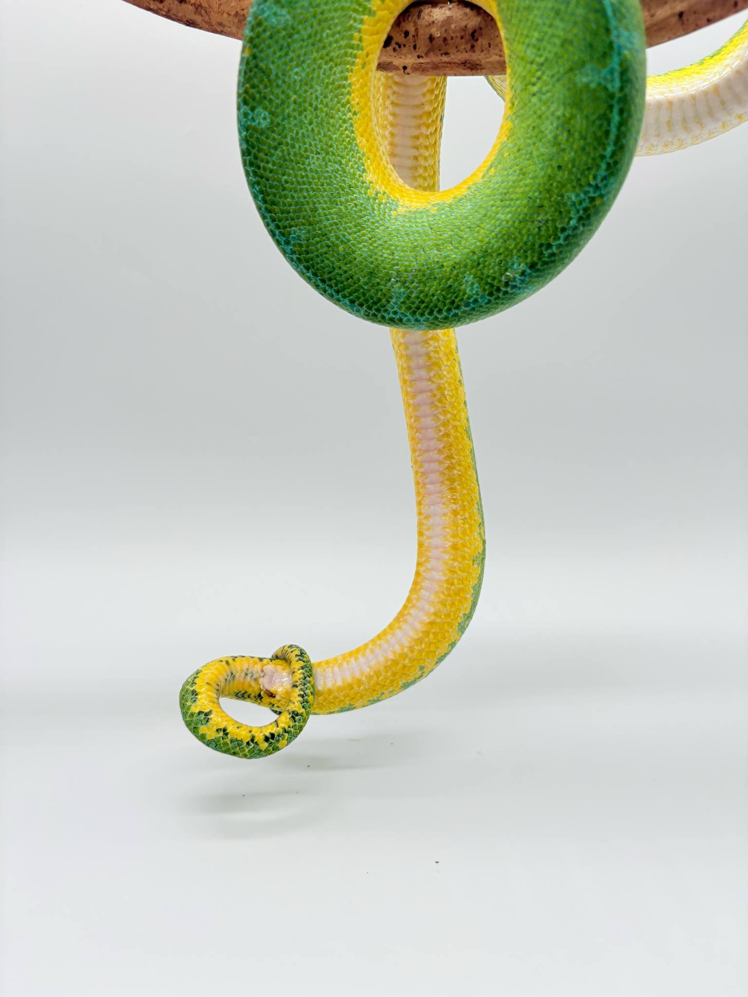 Morelia Viridis
python vert arboricol
Localité ( sorong)
male - – Image 8