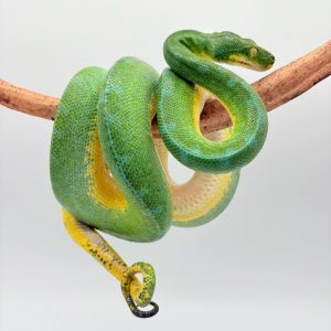 Morelia Viridis 
python vert arboricol 
Localité ( sorong)
male -