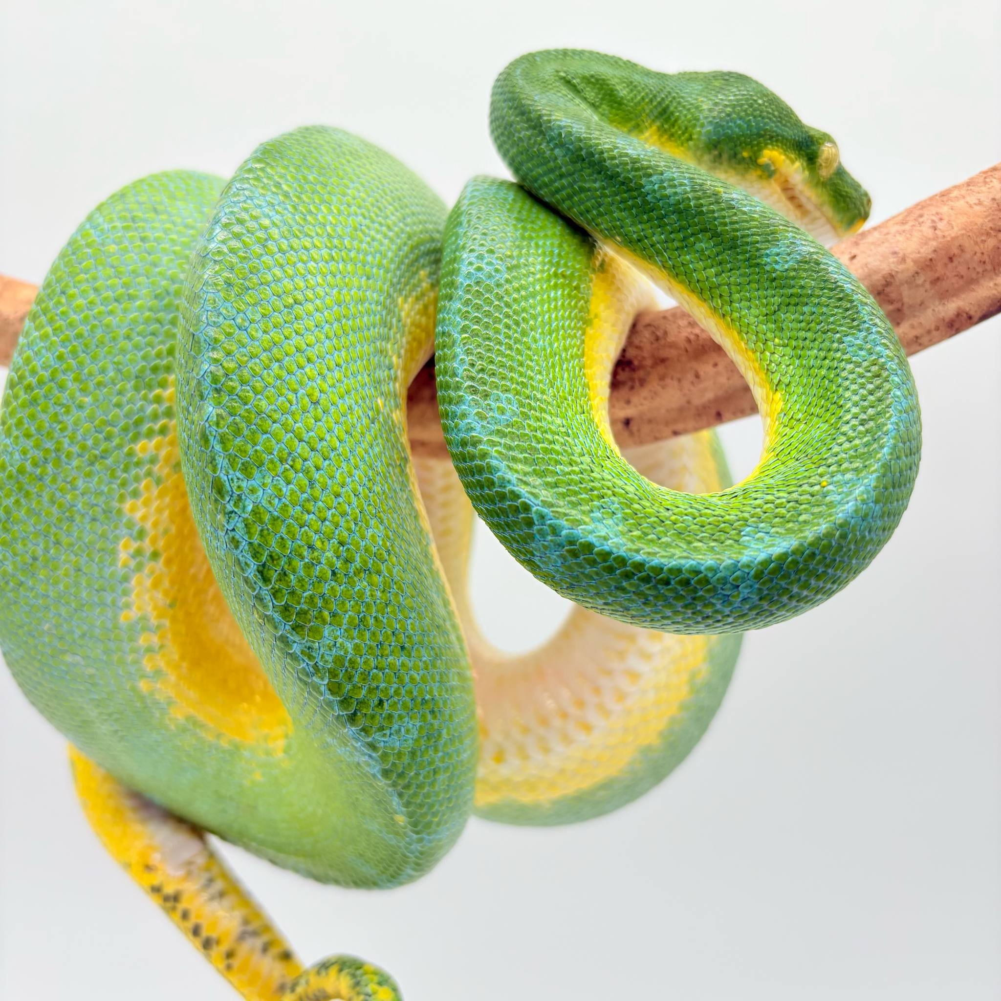 Morelia Viridis
python vert arboricol
Localité ( sorong)
male - – Image 2