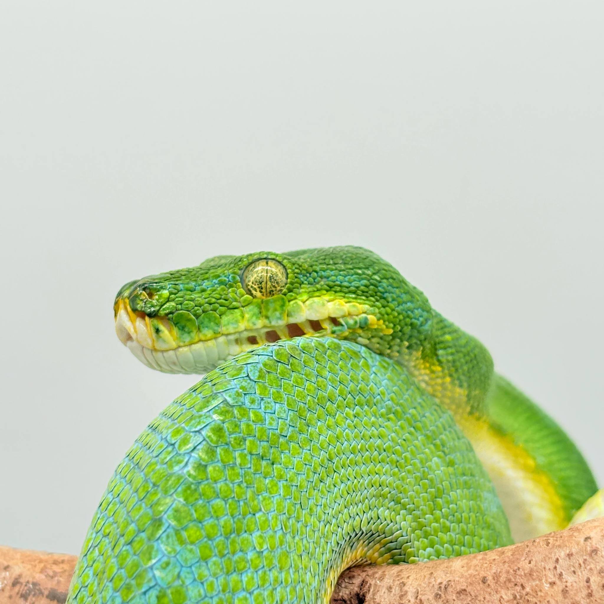 Morelia Viridis
python vert arboricol
Localité ( sorong)
male - – Image 6
