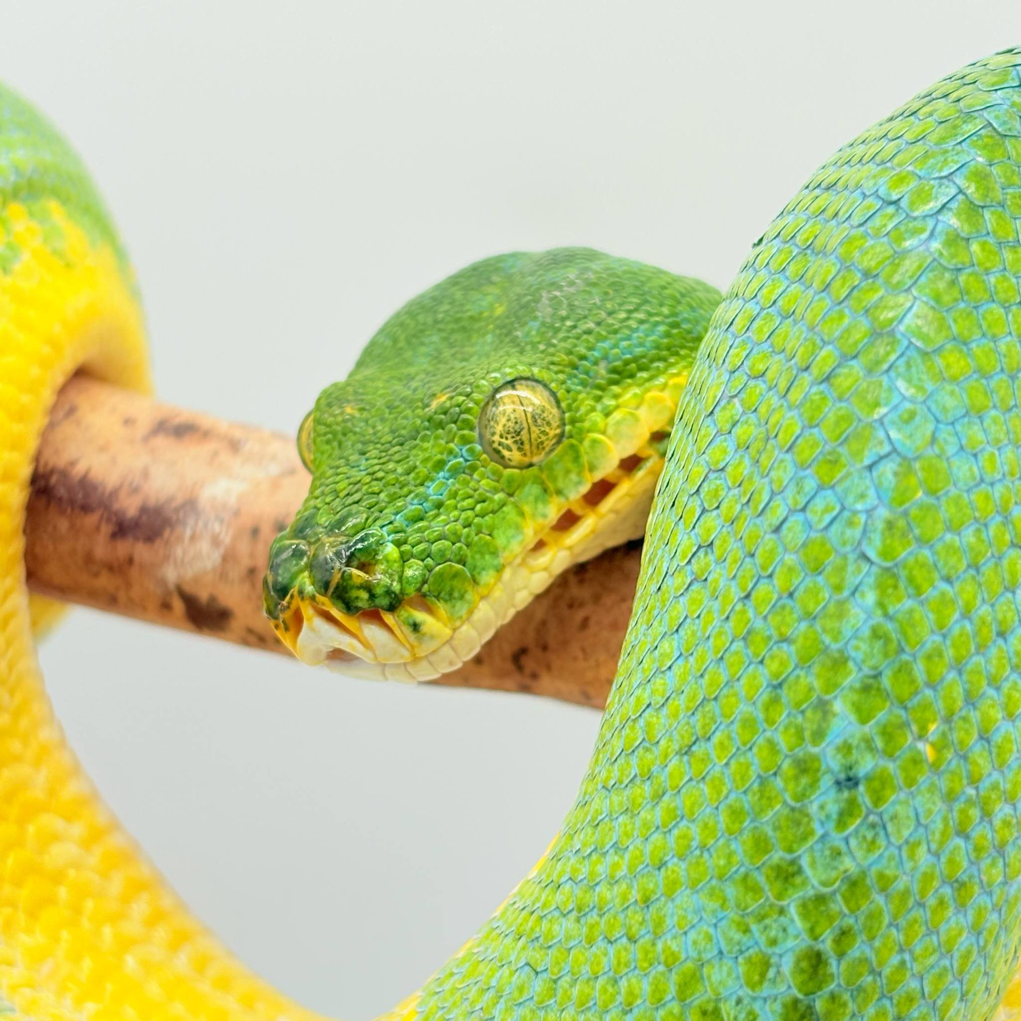 Morelia Viridis
python vert arboricol
Localité ( sorong)
male - – Image 3