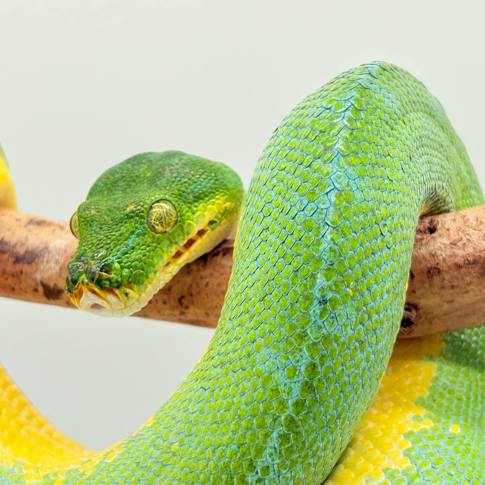 Morelia Viridis
python vert arboricol
Localité ( sorong)
male - – Image 7