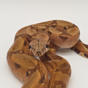 boa constrictor imperator
hypomelanistique 
male(02)