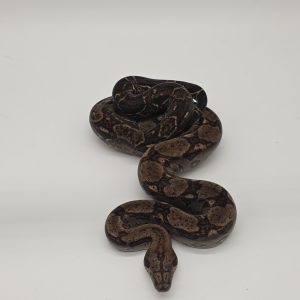 boa constrictor imperator
dark
femelle ( 03)