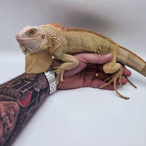 iguana iguana
iguane vert 
(  mutationT+ caramel)
male (3549)