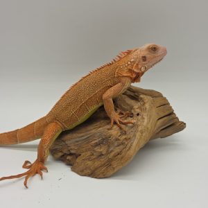 iguana iguana
iguane vert 
(  mutationT+ red albinos hypo dundee shop)
femelle (3544)