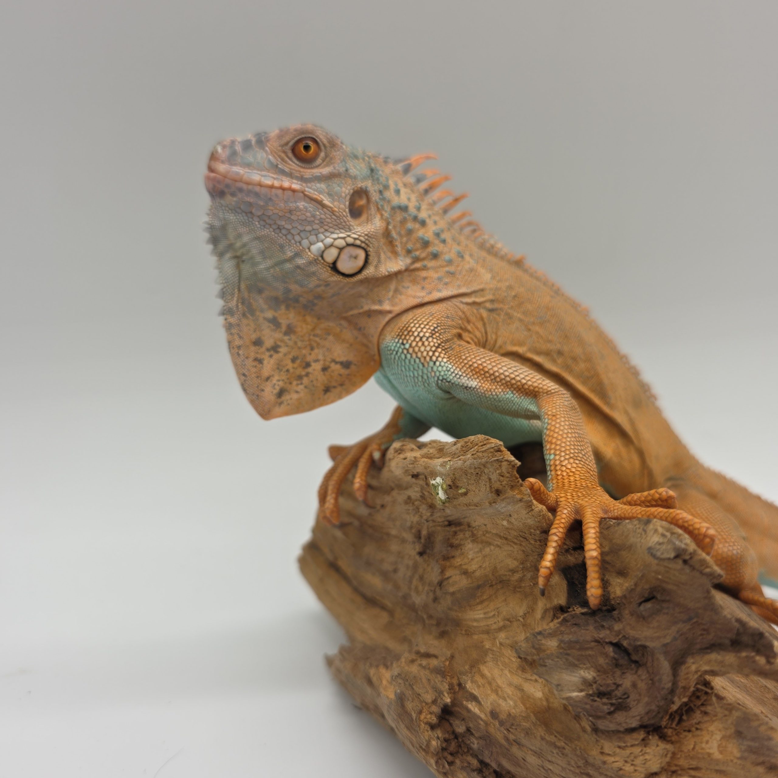 iguana iguana
iguane vert
( red / blue mixed)
male (3553) – Image 6
