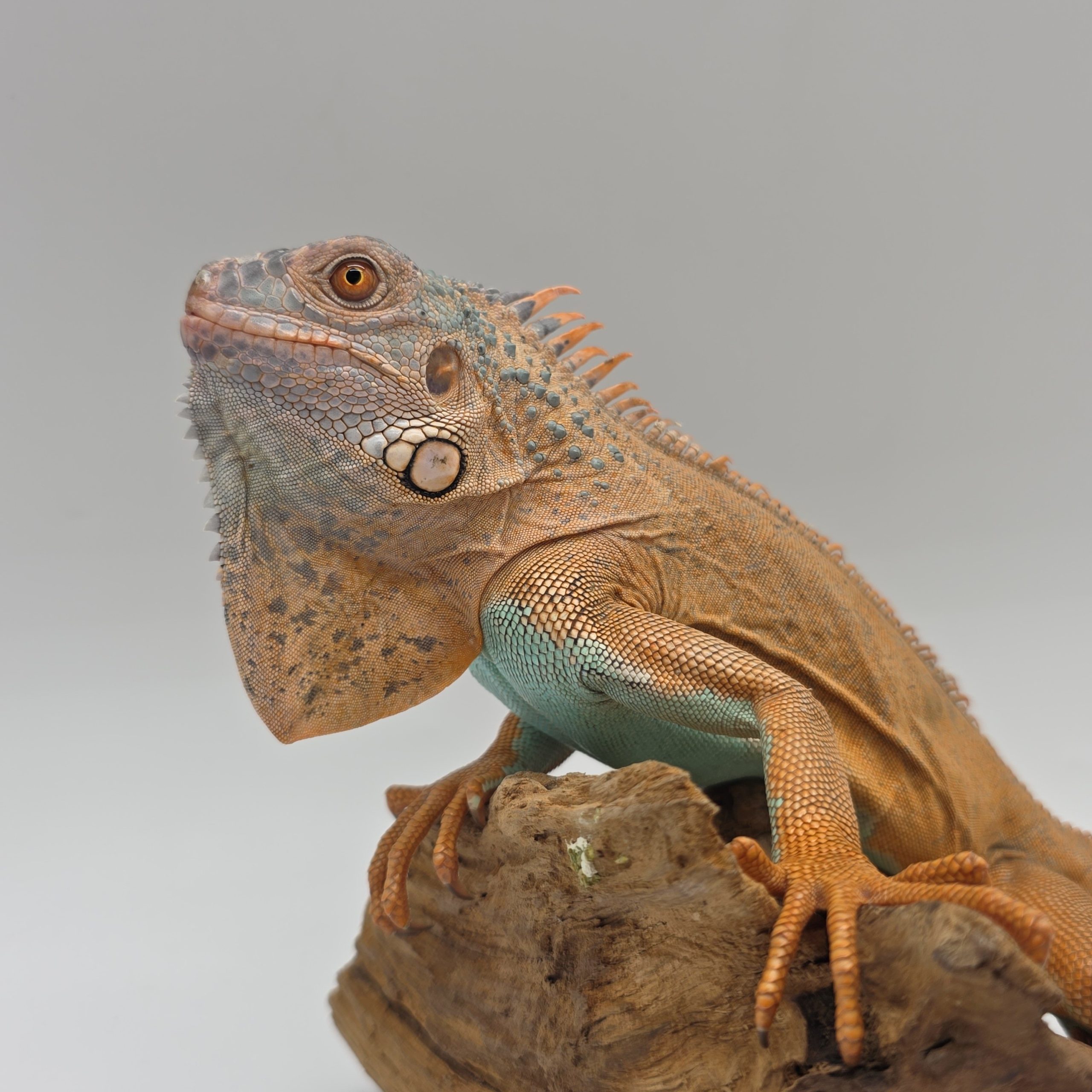 iguana iguana
iguane vert
( red / blue mixed)
male (3553) – Image 2