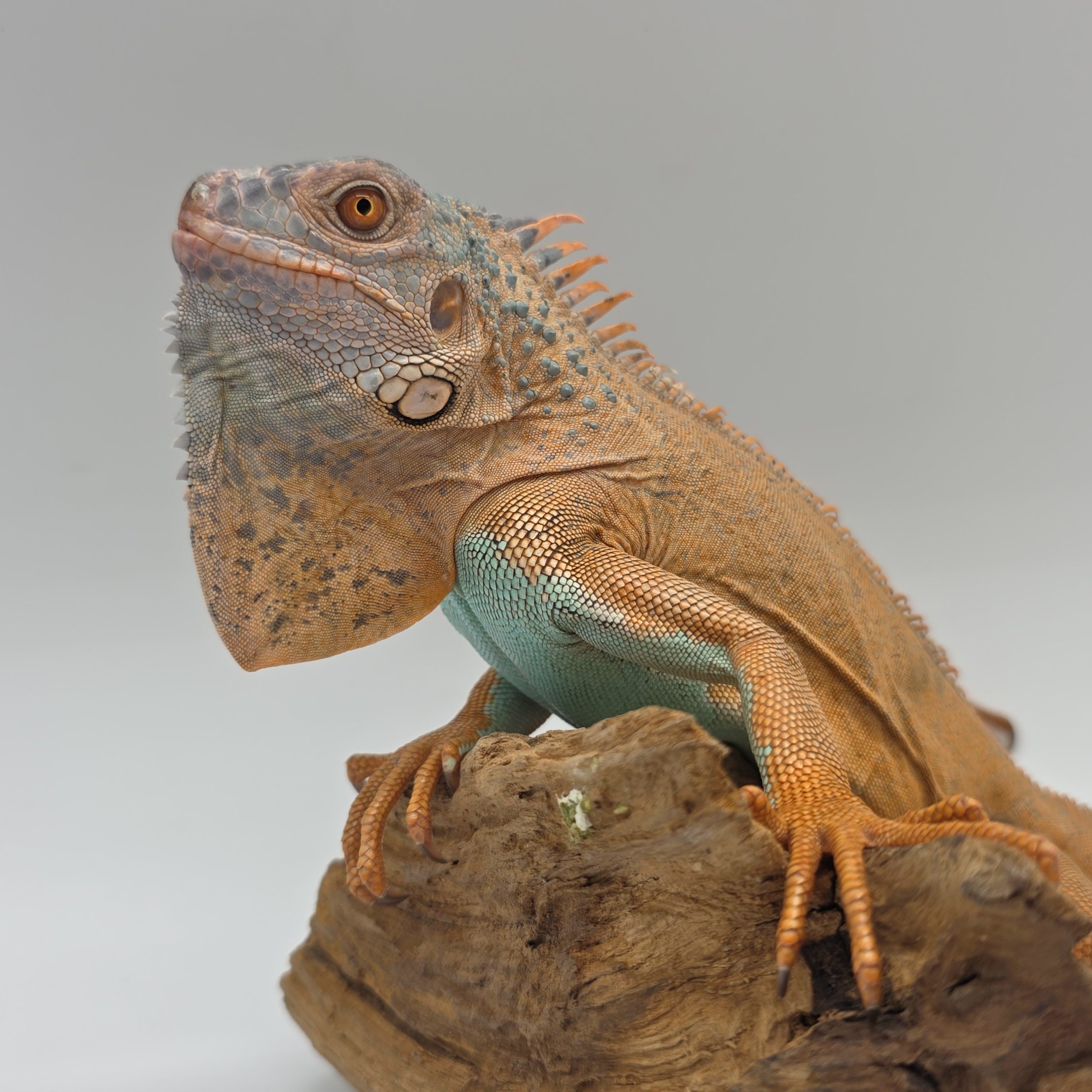 iguana iguana
iguane vert
( red / blue mixed)
male (3553) – Image 5