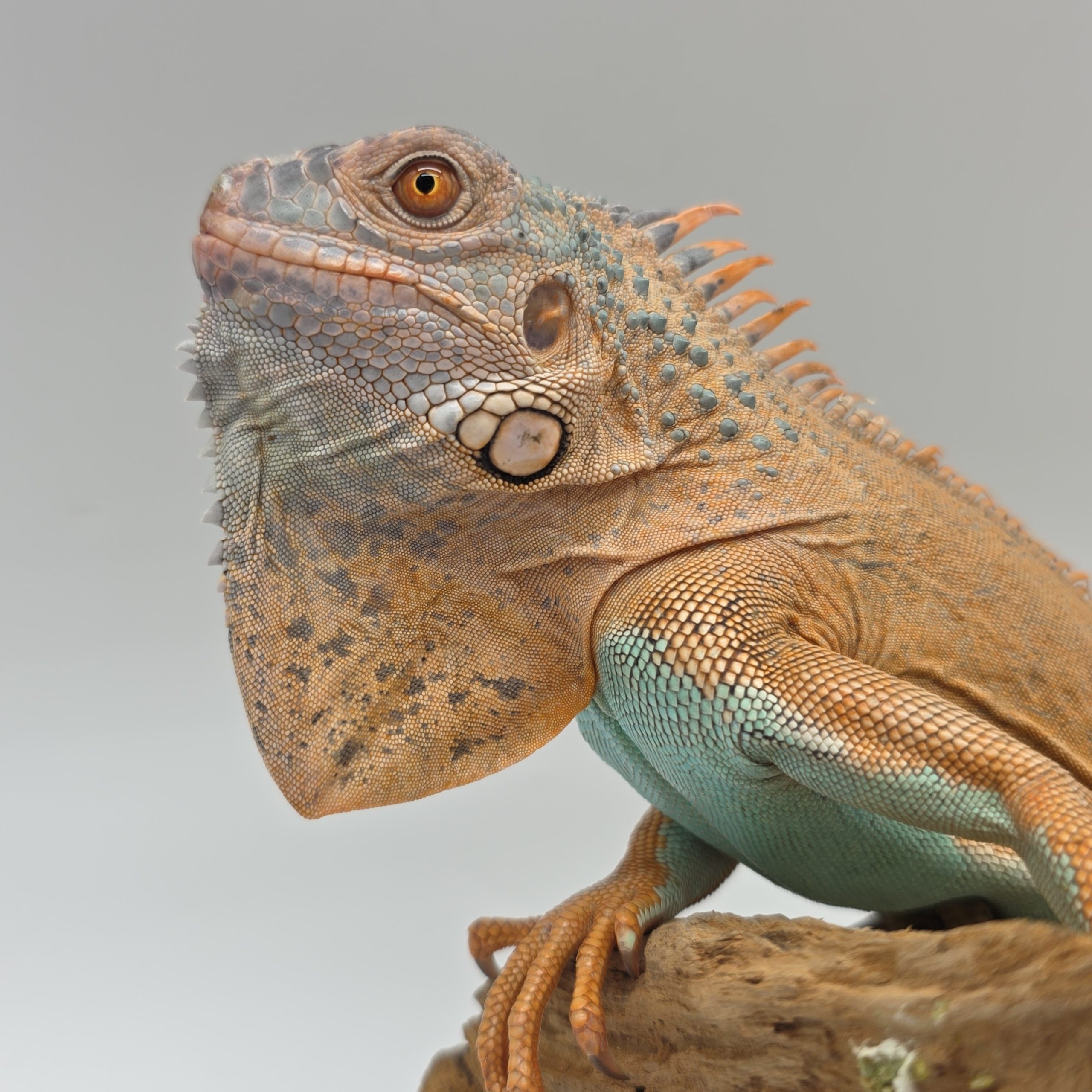 iguana iguana
iguane vert
( red / blue mixed)
male (3553) – Image 7