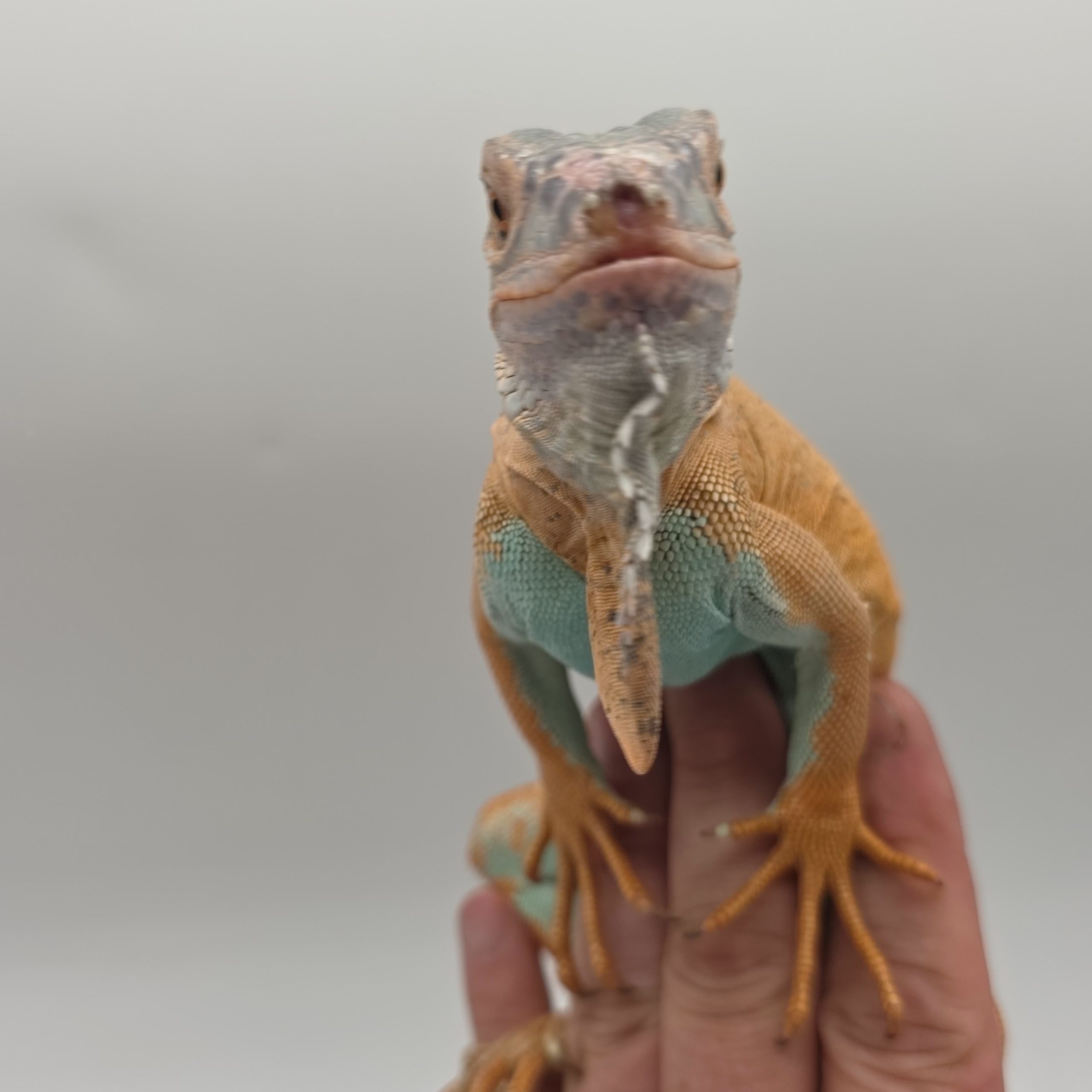 iguana iguana
iguane vert
( red / blue mixed)
male (3553) – Image 3