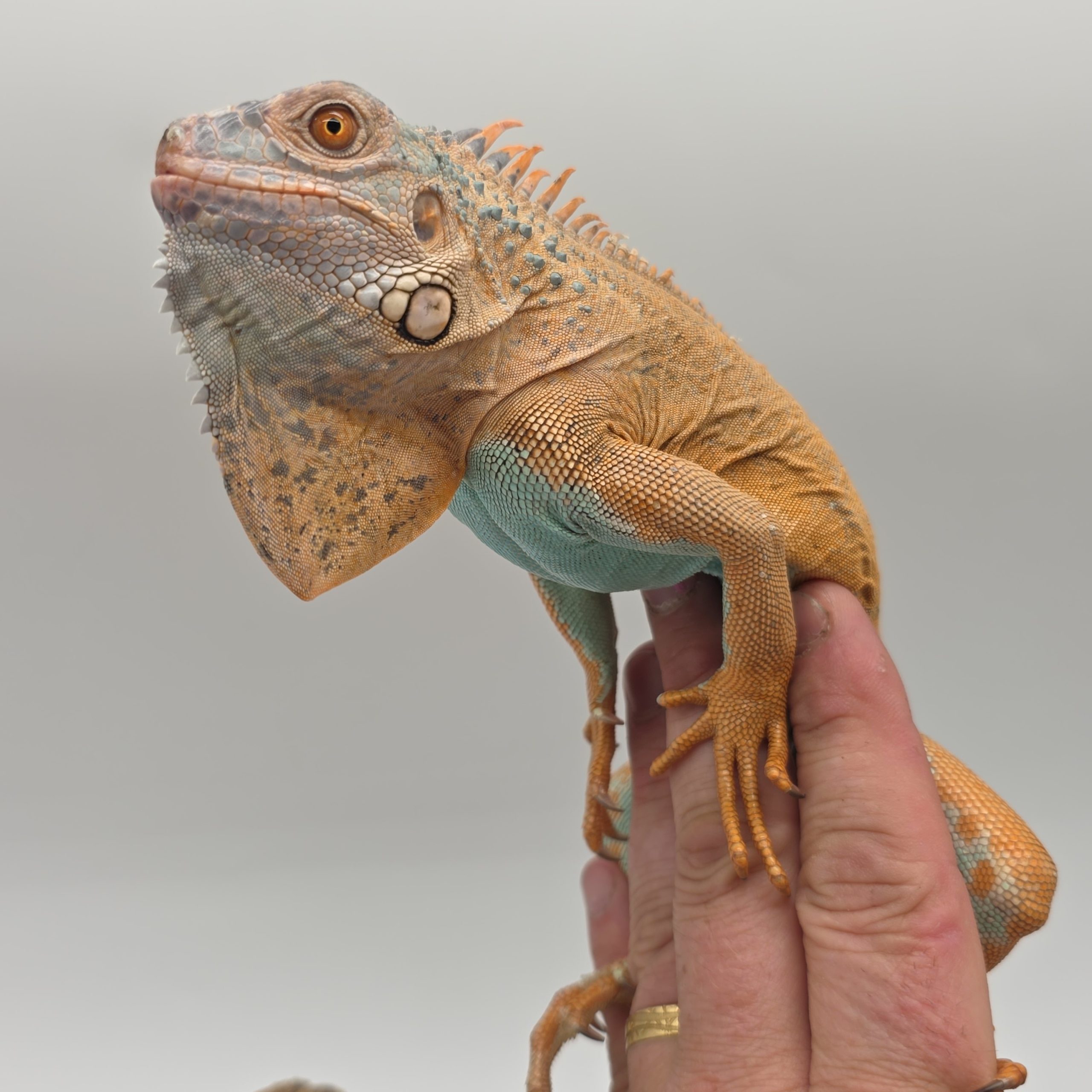 iguana iguana
iguane vert
( red / blue mixed)
male (3553) – Image 4