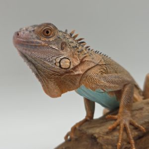 iguana iguana
iguane vert 
( red / blue mixed)
femelle (3550)