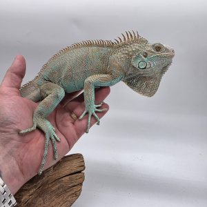 iguana iguana
iguane vert 
( blue axanthic)
Male (3560)