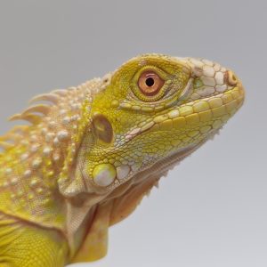 iguana iguana
iguane vert 
(  mutationT- yellow albinos hypo)
femelle (3508)