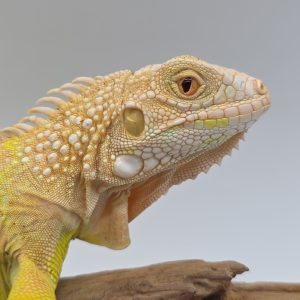 iguana iguana
iguane vert 
(  mutationT- yellow albinos hypo)
femelle (3506) -
