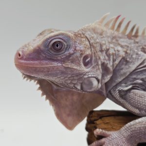 iguana iguana
iguane vert ( Nova)
male