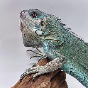 iguana iguana
iguane vert ( Blue rachan)(rare)
femelle