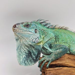 iguana iguana
iguane vert ( Blue rachan)(rare)
male