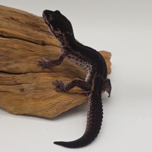gecko leopard 
black night  femelle
full black