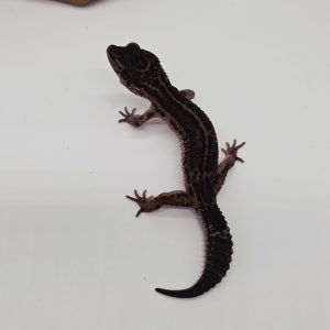 gecko leopard 
black night  male
magnifique couleur