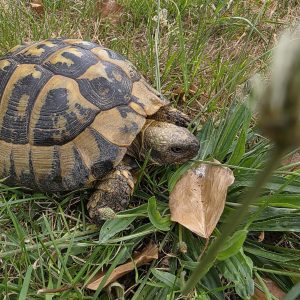tortue hermann 
testudo hermanni boettgeri 
male 900250000816788