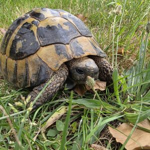 tortue hermann 
testudo hermanni boettgeri 
male 75035000022007