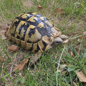 tortue hermann 
testudo hermanni boettgeri 
femelle 900250000947336
giant ! enorme