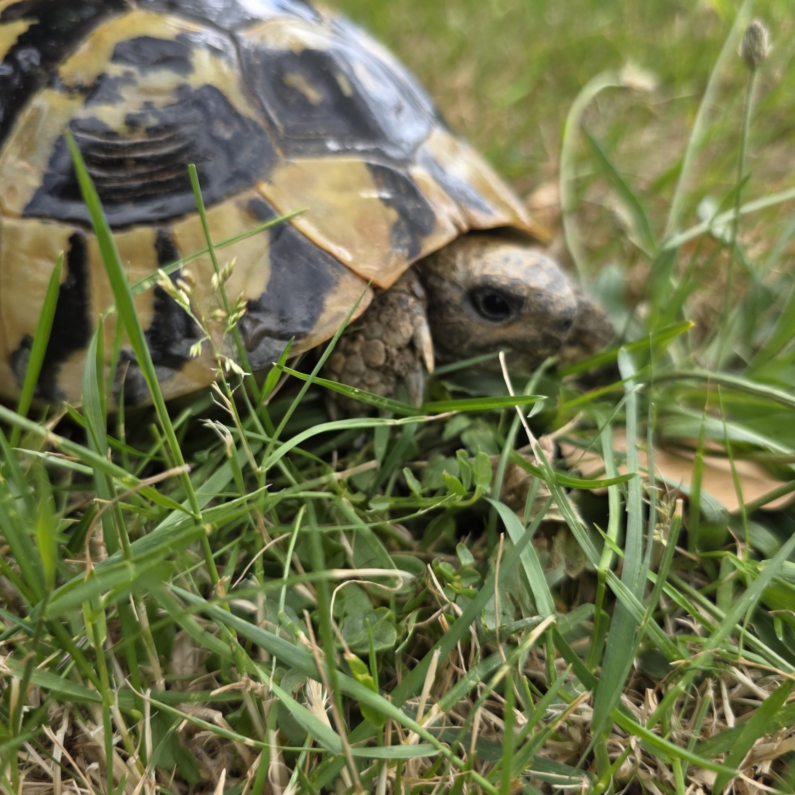 tortue hermann
testudo hermanni boettgeri
femelle 900250000947267 – Image 2