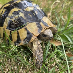 tortue hermann 
testudo hermanni boettgeri 
femelle 900250000947267
