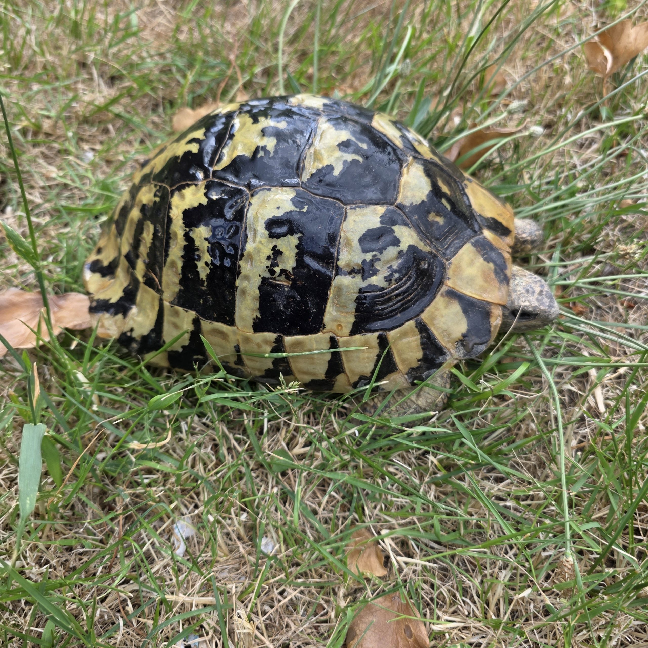 tortue hermann
testudo hermanni boettgeri
femelle 900250000947267 – Image 3