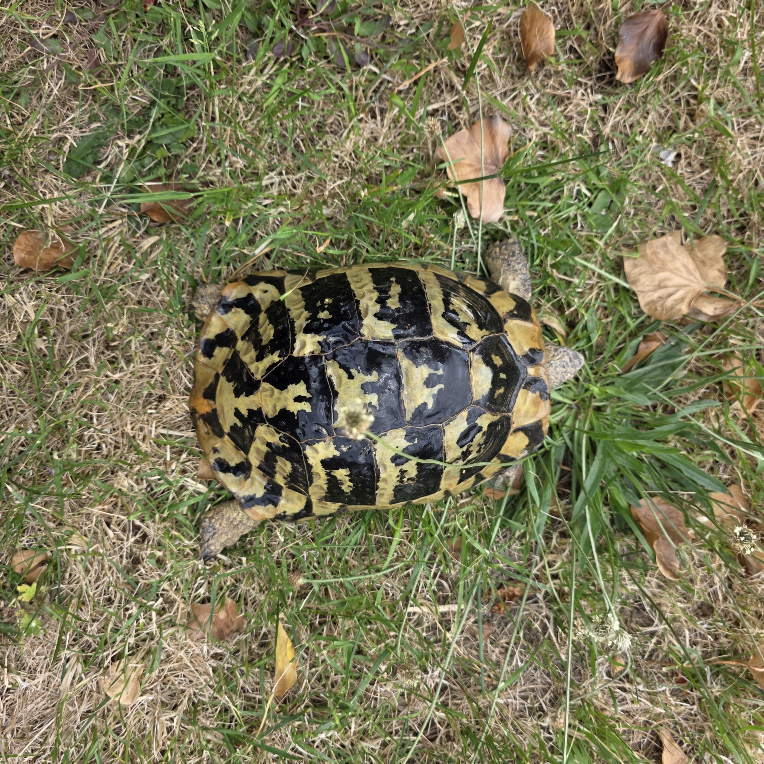 tortue hermann
testudo hermanni boettgeri
femelle 900250000947267 – Image 6