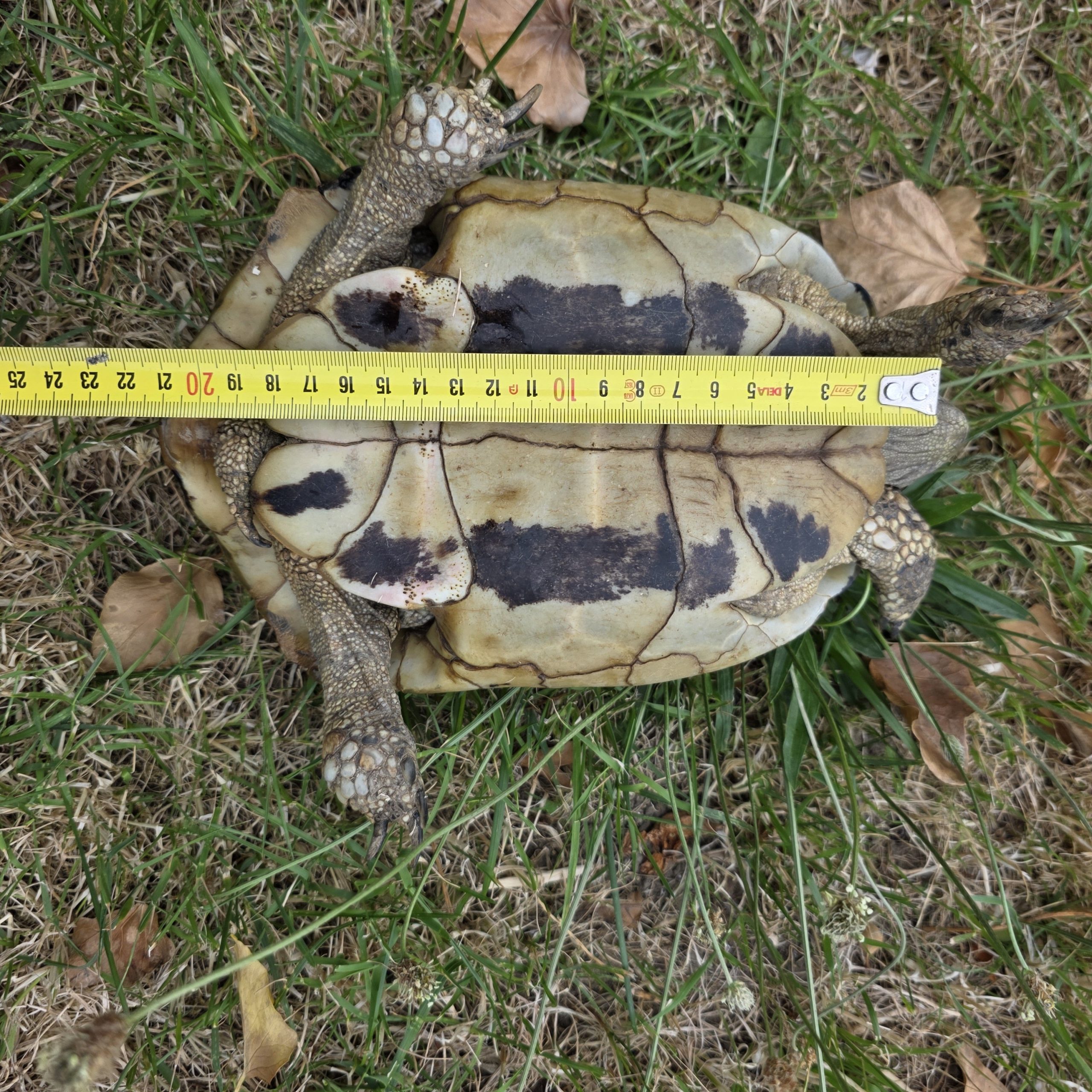 tortue hermann
testudo hermanni boettgeri
femelle 900250000947267 – Image 4