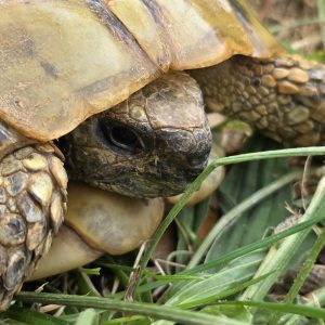 tortue hermann 
testudo hermanni boettgeri 
femelle 900250000816824
yellow