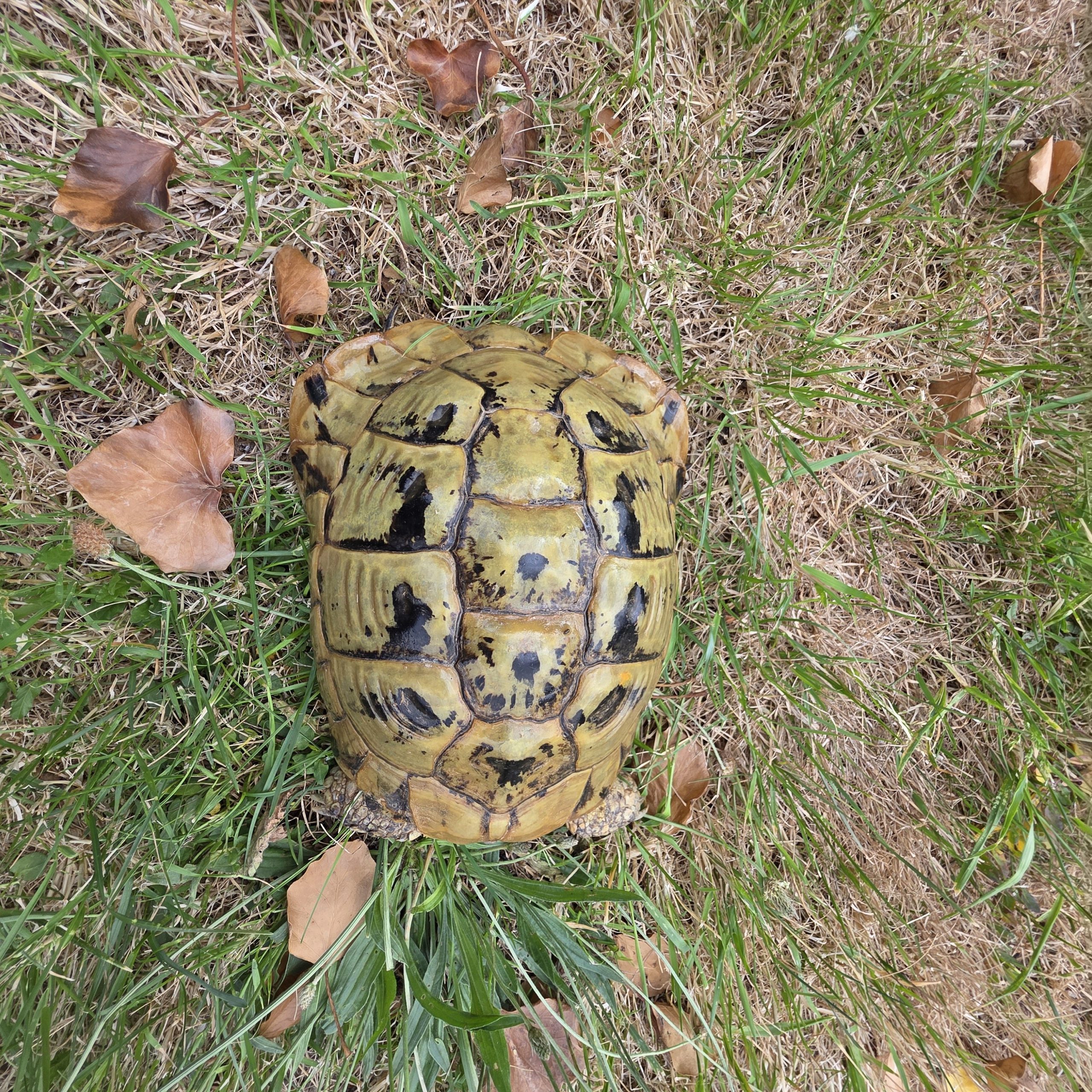 tortue hermann
testudo hermanni boettgeri
femelle 900250000816824
yellow – Image 3