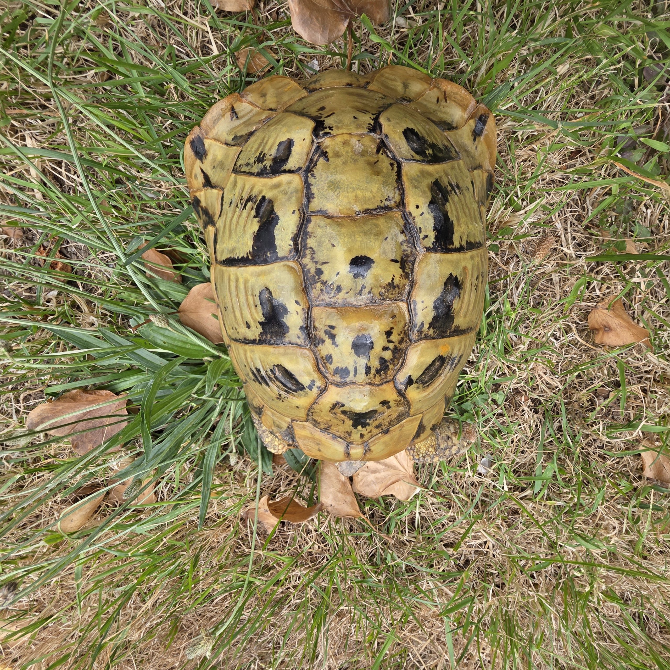 tortue hermann
testudo hermanni boettgeri
femelle 900250000816824
yellow – Image 2