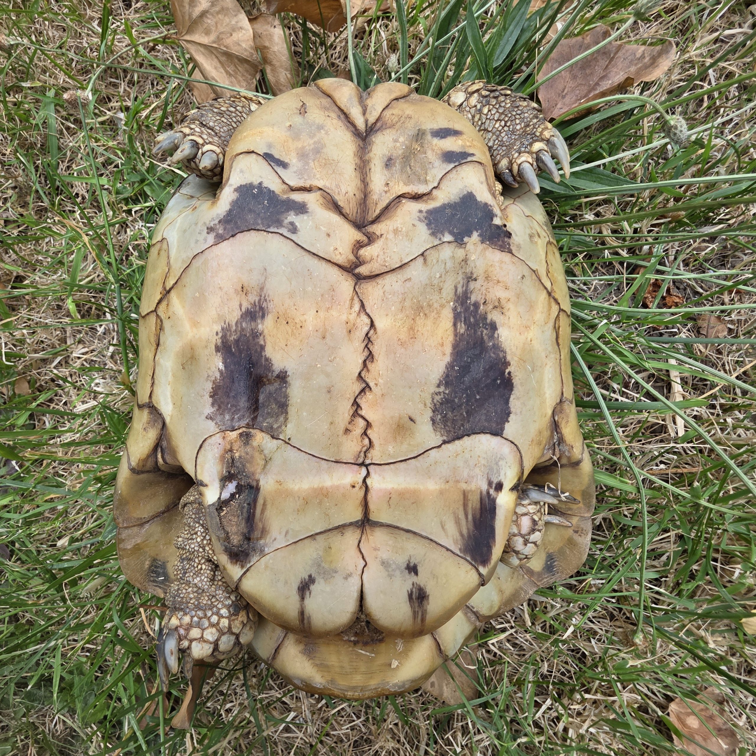 tortue hermann
testudo hermanni boettgeri
femelle 900250000816824
yellow – Image 4