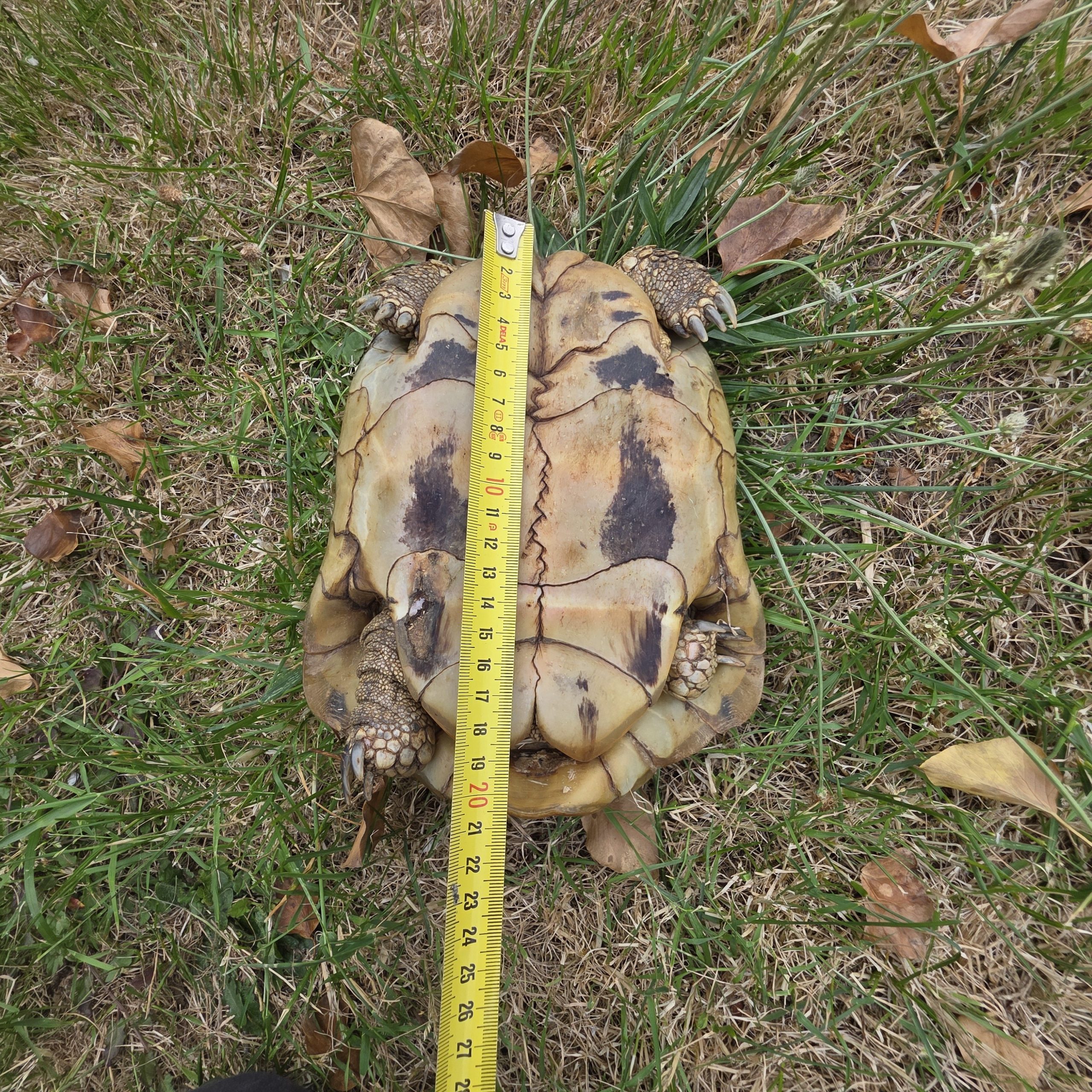 tortue hermann
testudo hermanni boettgeri
femelle 900250000816824
yellow – Image 5