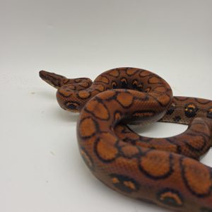 Boa arc en ciel
epicrates cenchria
femelle adulte