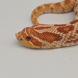 Heterodon nasicus
Extreme Red albinos het Toffee
femelle big adulte