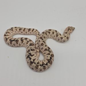 heterodon nasicus 
super arctic black lines 
male adulte