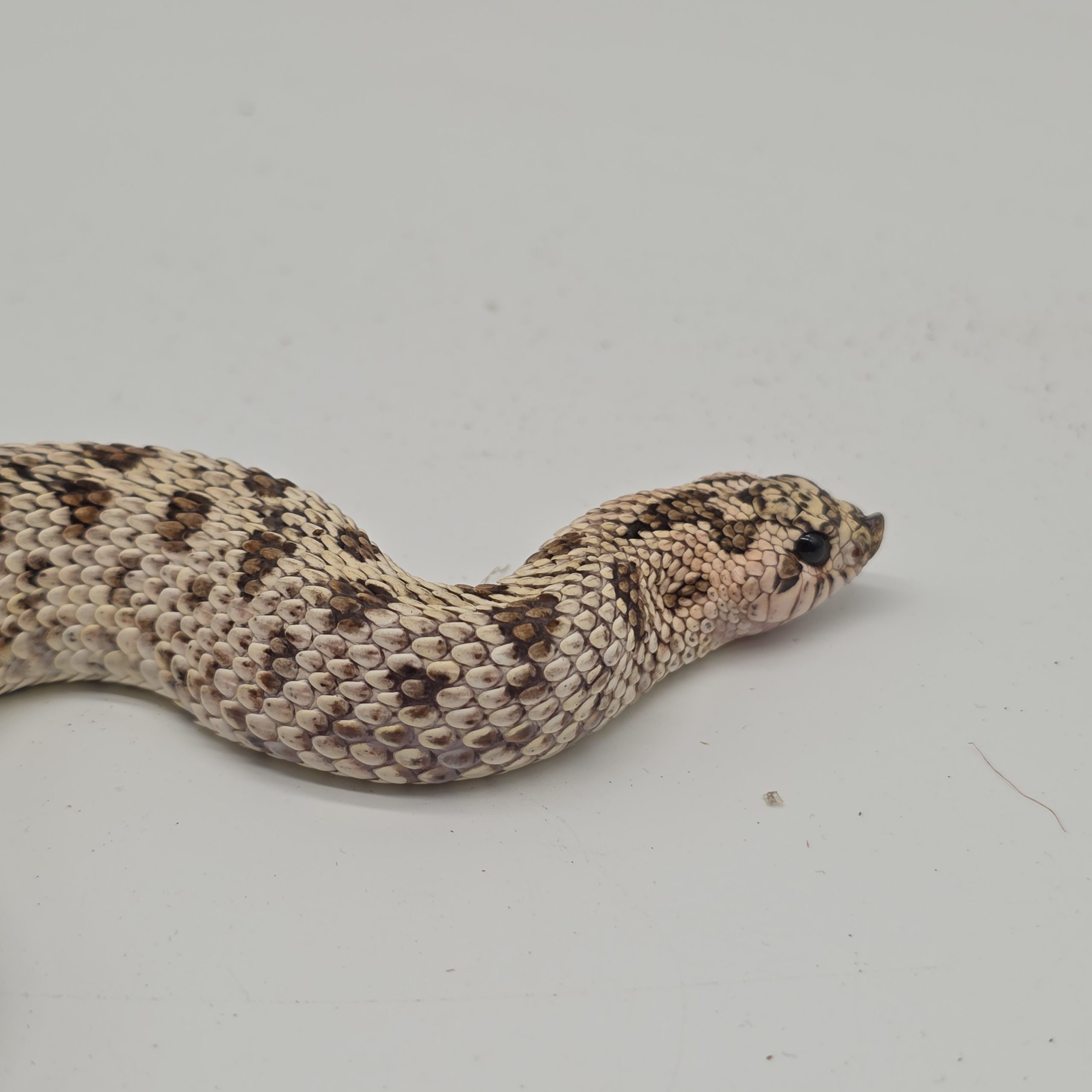 heterodon nasicus
super arctic black lines
male adulte – Image 5