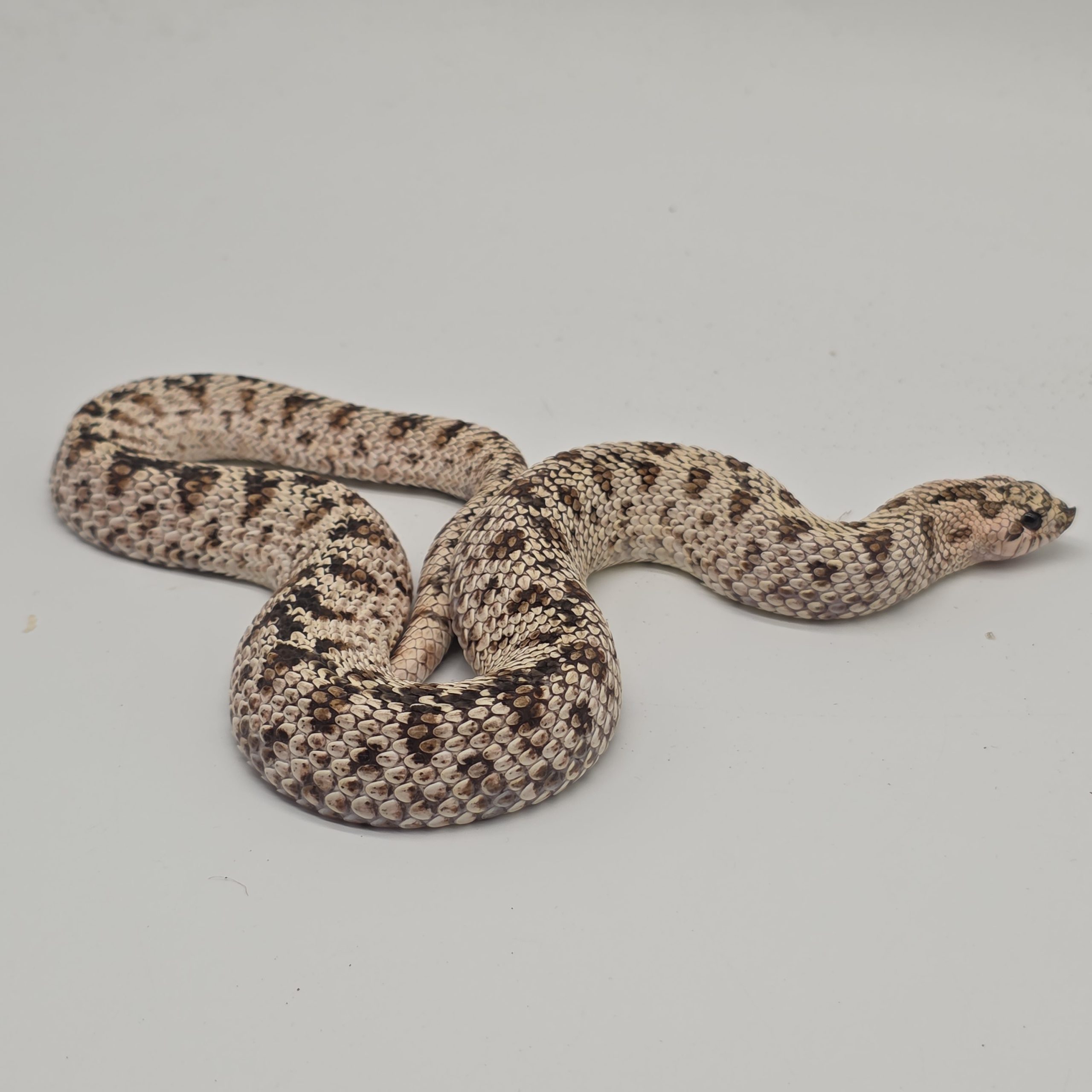 heterodon nasicus
super arctic black lines
male adulte – Image 3