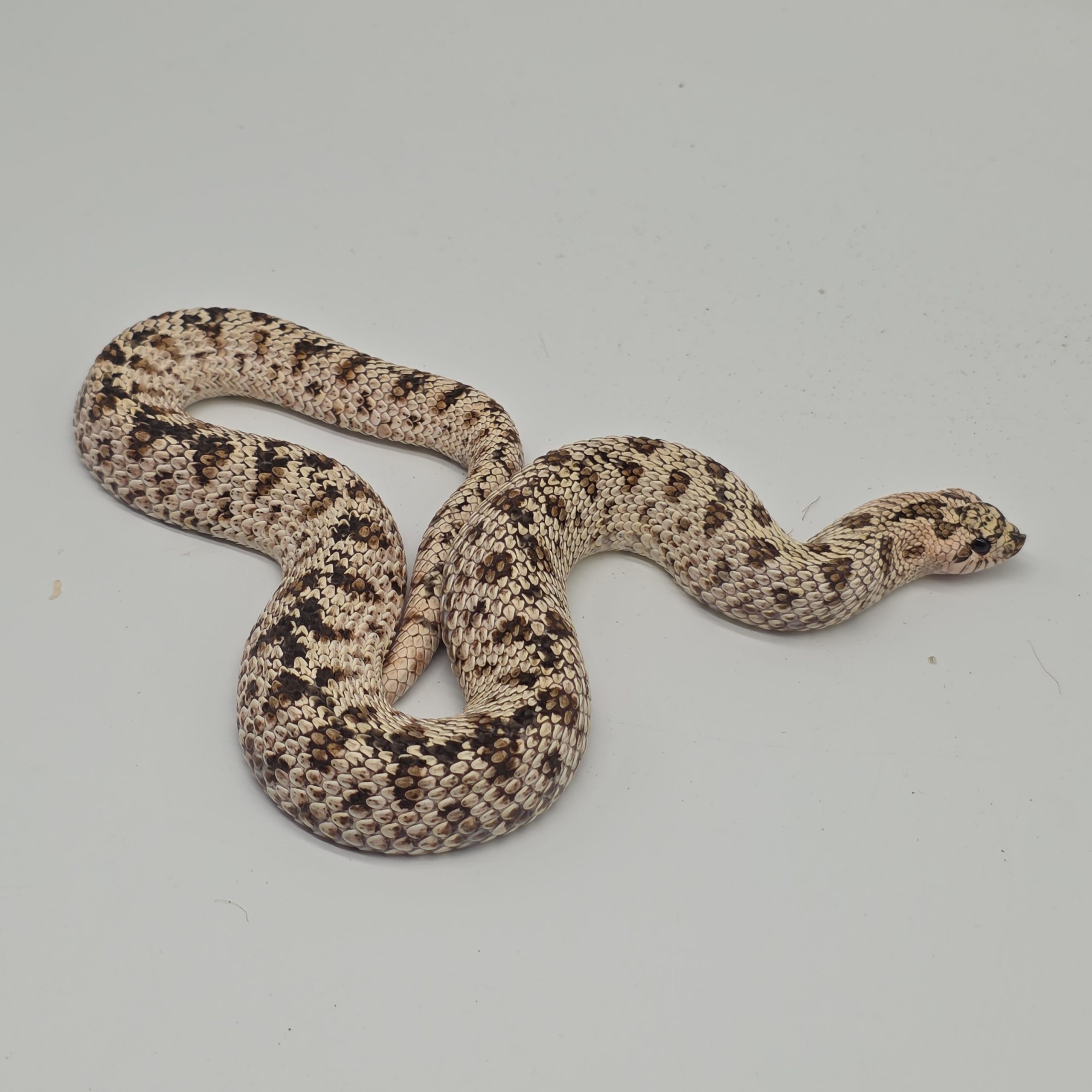 heterodon nasicus
super arctic black lines
male adulte – Image 2