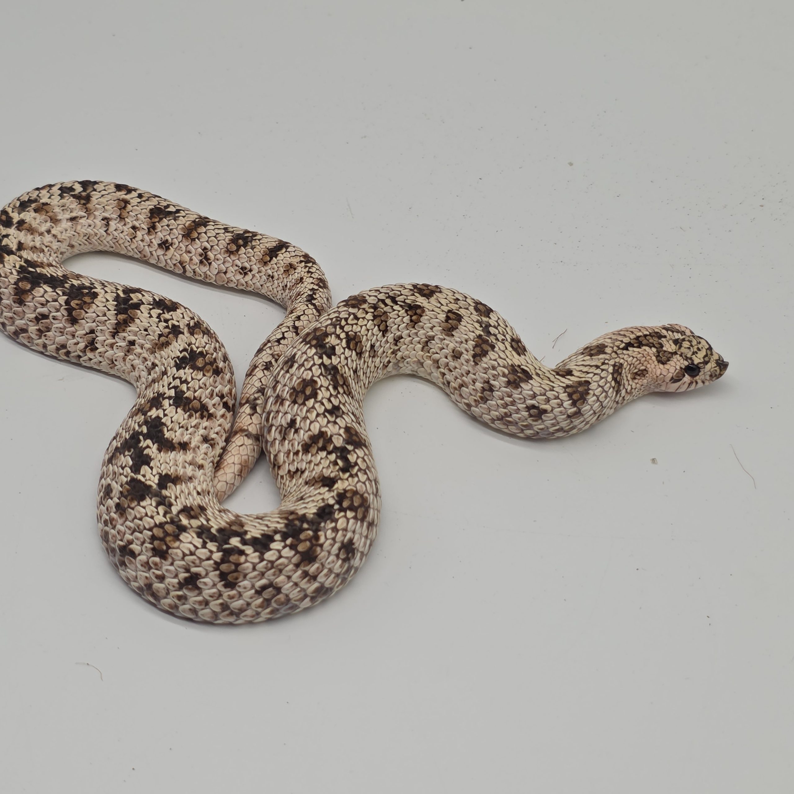 heterodon nasicus
super arctic black lines
male adulte – Image 7