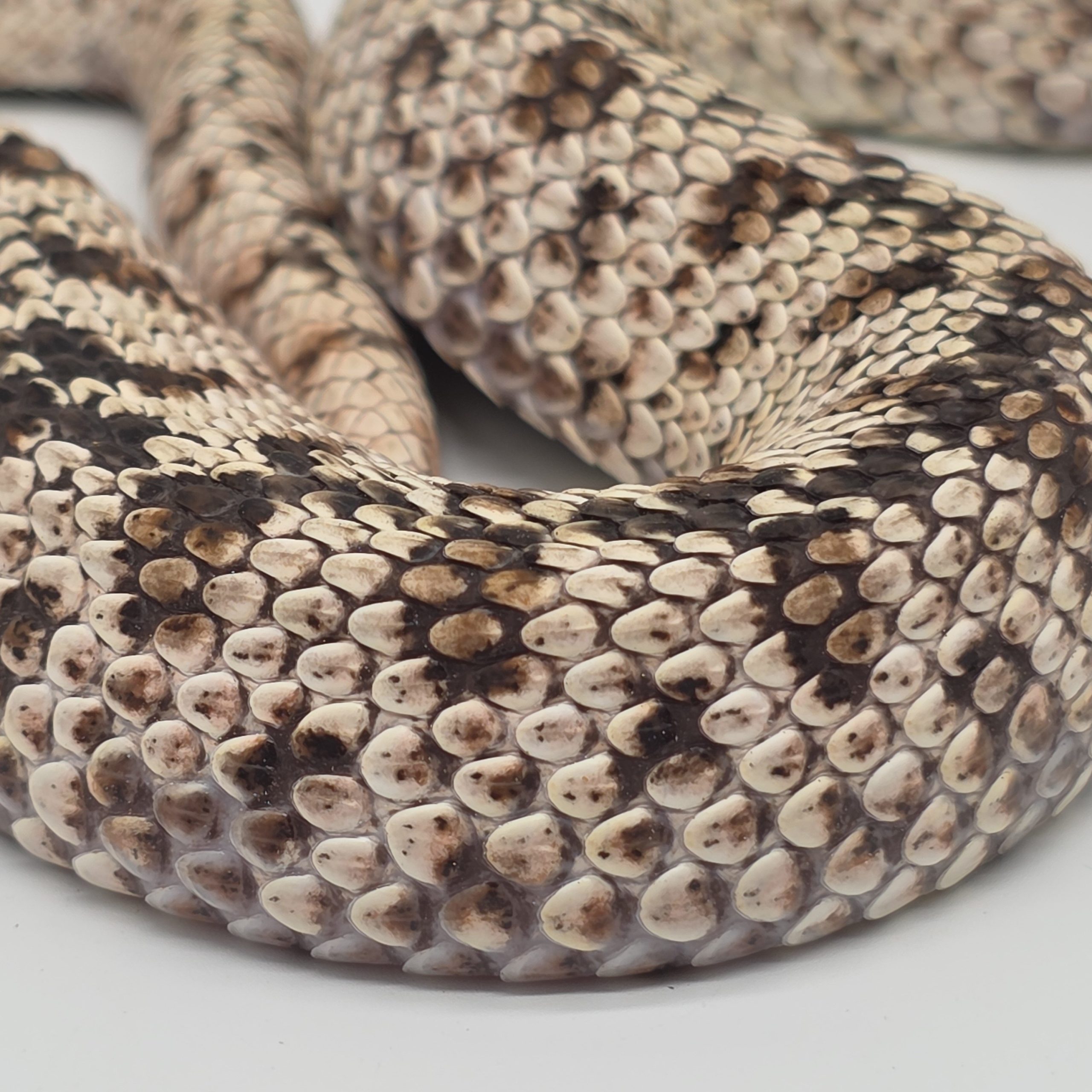 heterodon nasicus
super arctic black lines
male adulte – Image 4