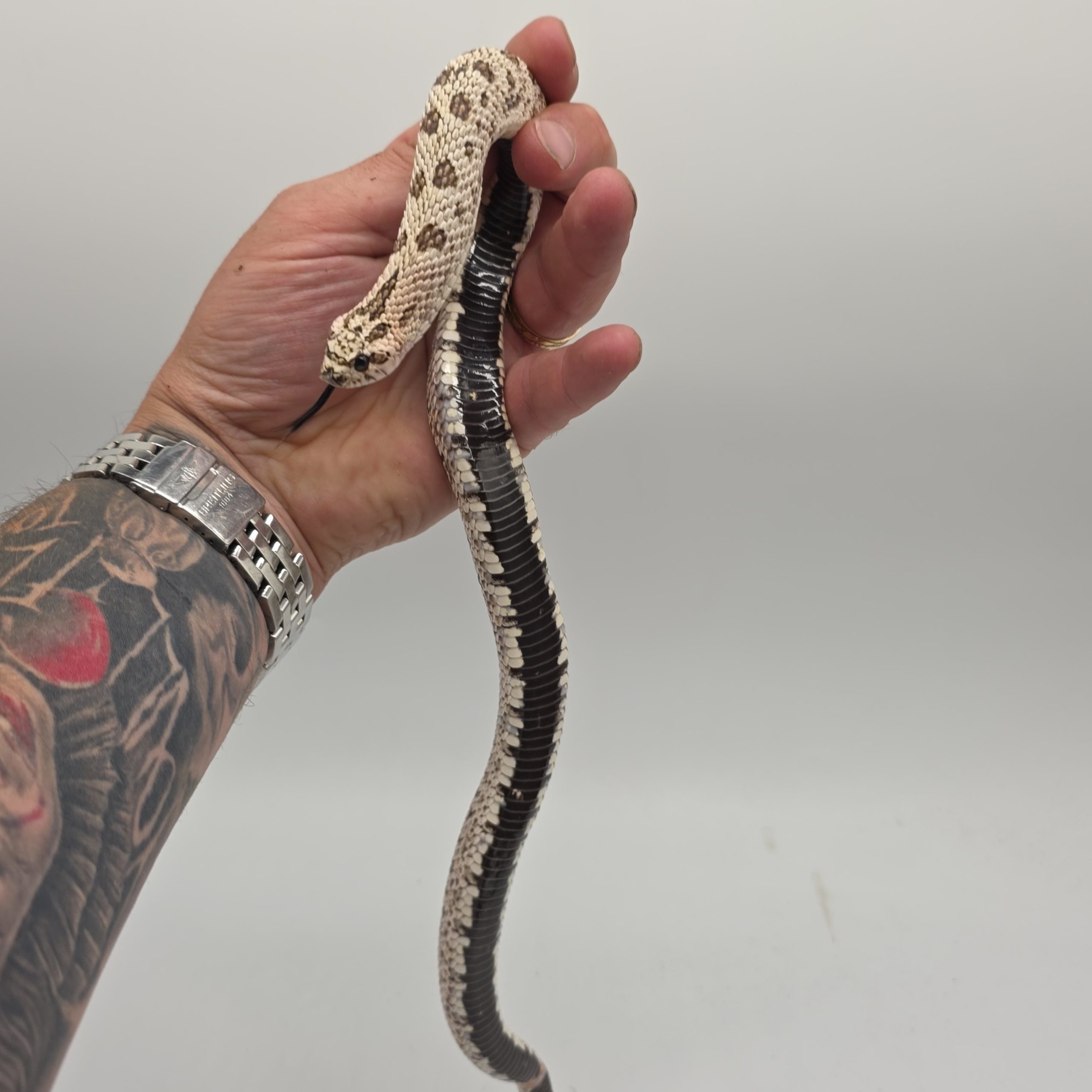 heterodon nasicus
super arctic black lines
male adulte – Image 6