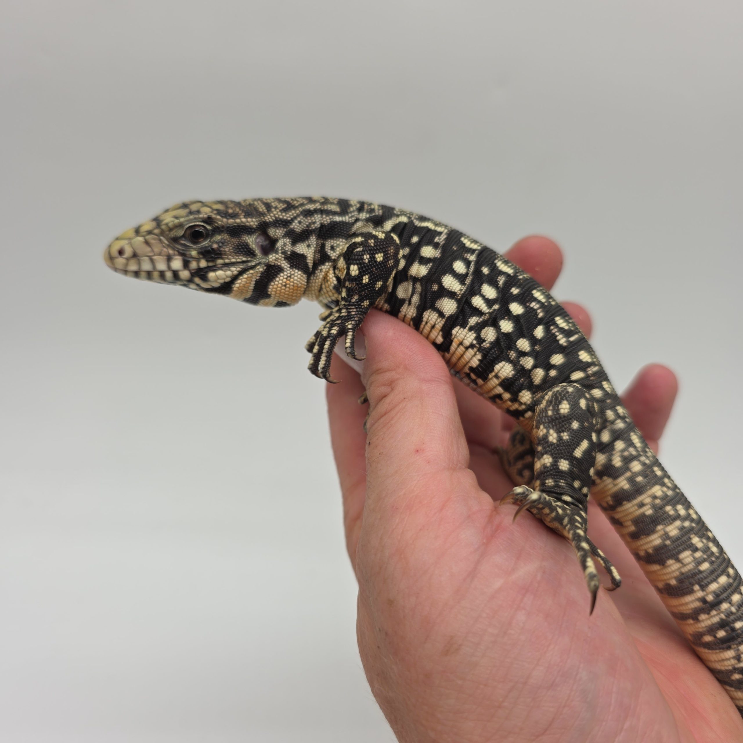Tegu géant d'argentine.
tupinambis merianae
salvator merianae
juvenil – Image 3