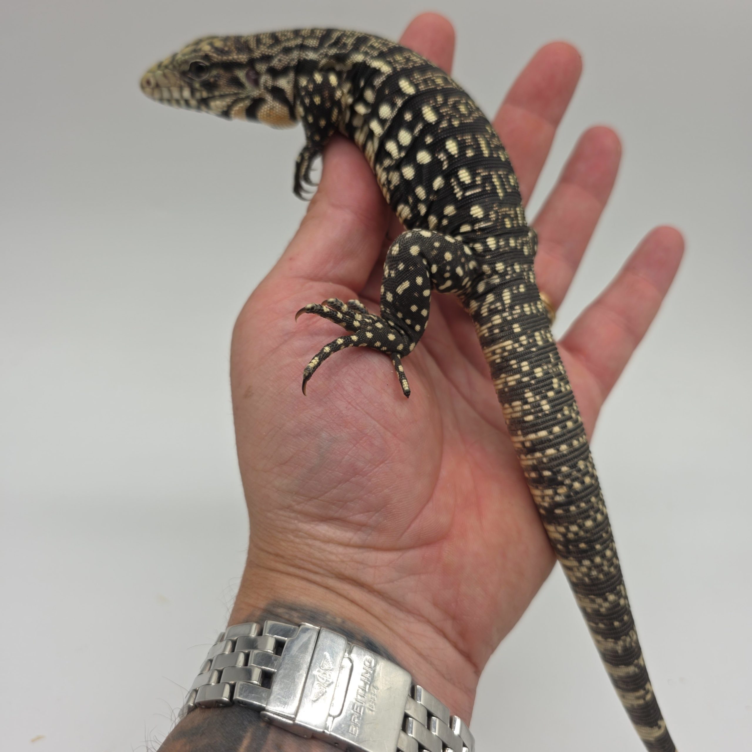 Tegu géant d'argentine.
tupinambis merianae
salvator merianae
juvenil – Image 4